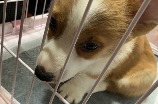 狗狗受到惊吓后的症状,狗狗被吓到了是什么症状