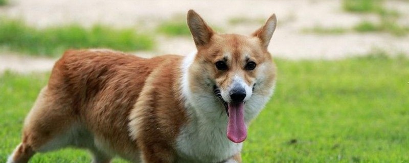 狗狗生产后怎么护理,狗狗生产后要注意什么