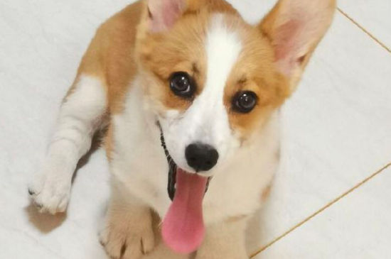 狗狗生产后怎么护理,狗狗生产后要注意什么