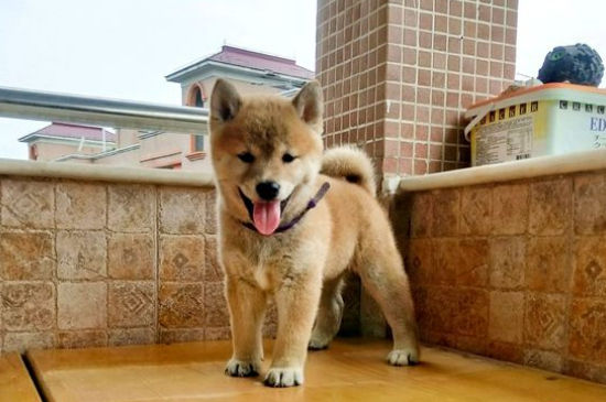 狗狗生产后怎么护理,狗狗生产后要注意什么