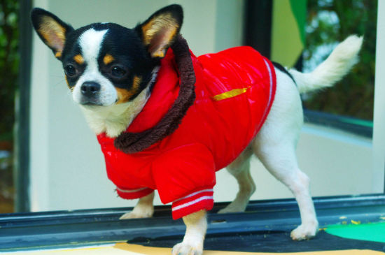 狗狗生产后怎么护理,狗狗生产后要注意什么