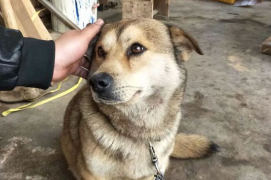 狗狗胸前有个凸起的包,狗狗胸脯上长了个包