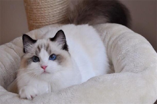 布偶猫一天吃几顿,布偶猫一餐吃多少克