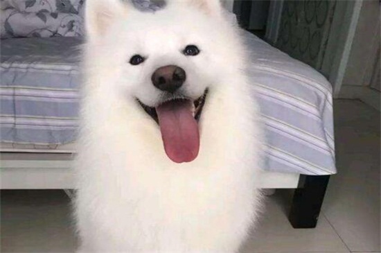 什么是细小病毒