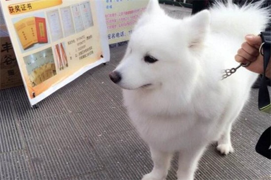 什么是细小病毒