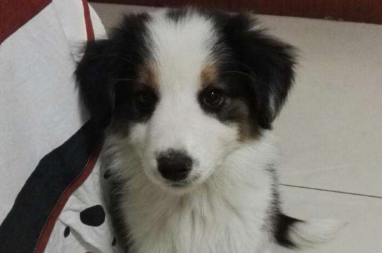 什么是细小病毒