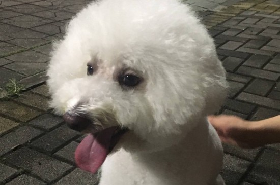 土狗和宠物狗的区别,分辨土狗和宠物狗的4个技巧