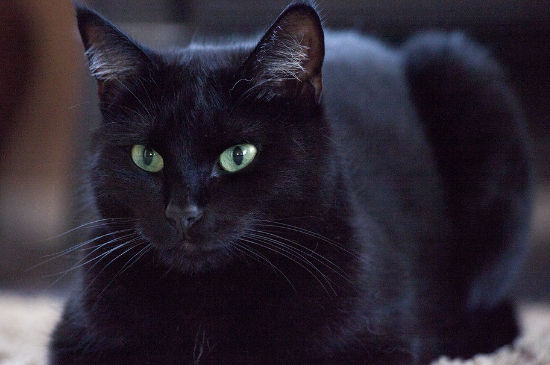 长毛田园猫特征