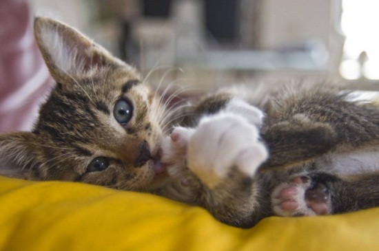 刚出生的小猫拉稀怎么办