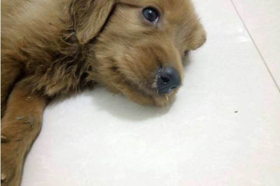 最不忠诚的是什么狗