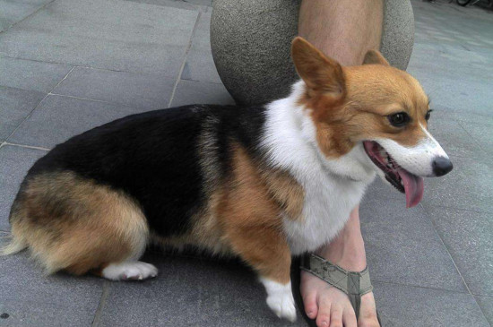 幼犬肠胃不好怎么办