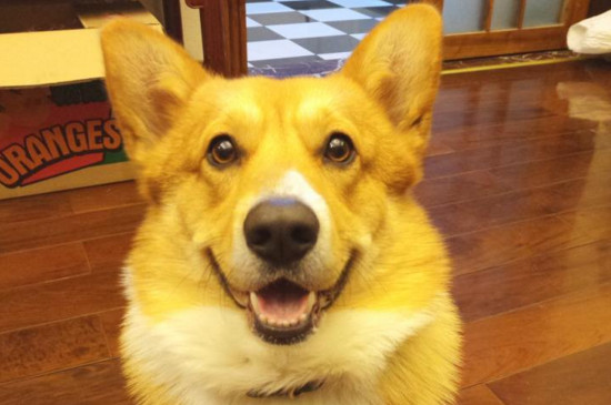 幼犬肠胃不好怎么办