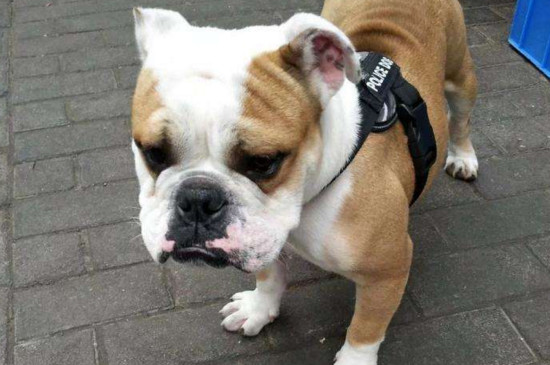 柴犬怎么训练,适当奖惩让它变得安静听话