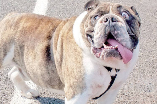 柴犬怎么训练,适当奖惩让它变得安静听话