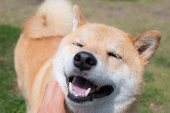 柴犬怎么训练,适当奖惩让它变得安静听话