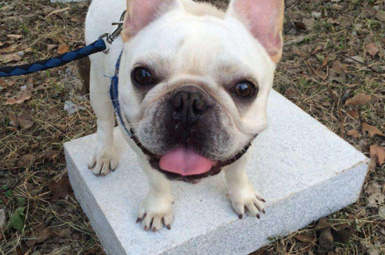 大丹犬为什么要剪耳朵