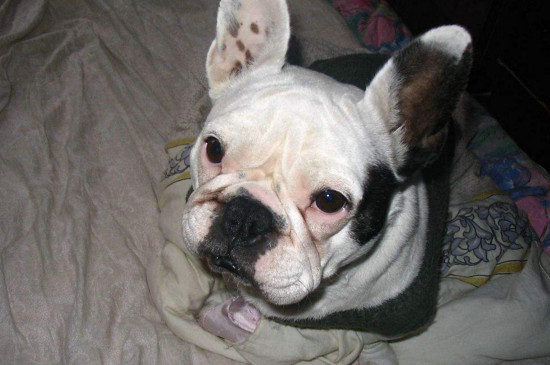 大丹犬为什么要剪耳朵