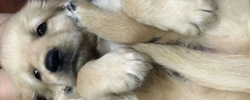 犬瘟多少天算撑过去了