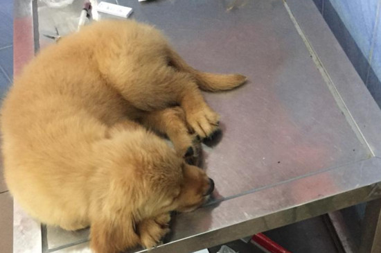 犬瘟多少天算撑过去了