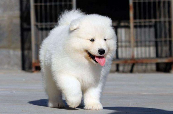 松狮为什么不适合家养