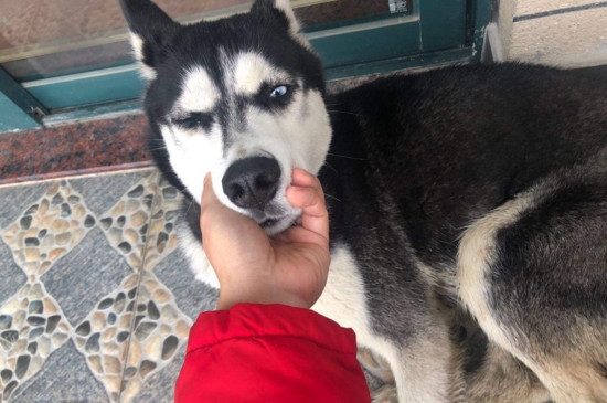 金毛生小狗的注意事项