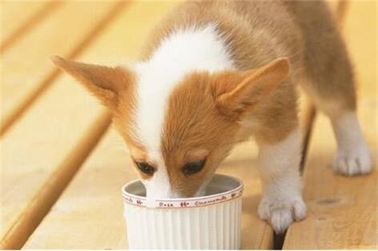 金毛生小狗的注意事项