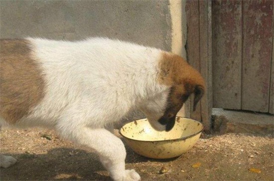 狗狗生完宝宝吃什么,适合狗狗产后吃的四种食物