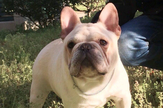 狗狗发烧在家怎么办