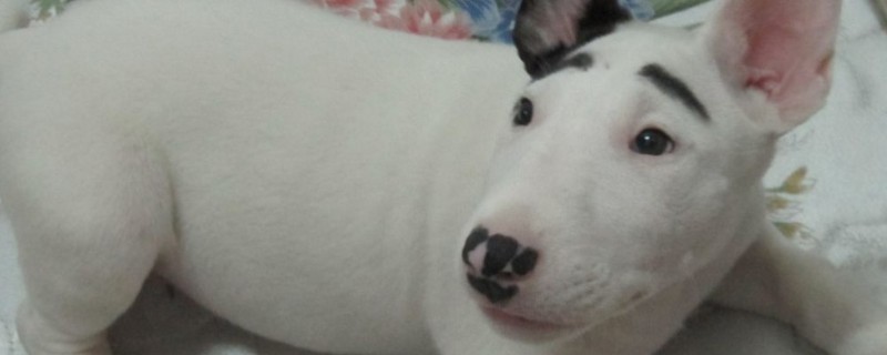 狗狗牙石清除小窍门