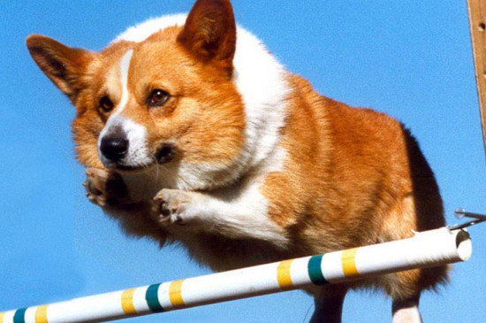 十大狗狗颜值大排名,狗界十大最可爱最萌化人心的狗狗