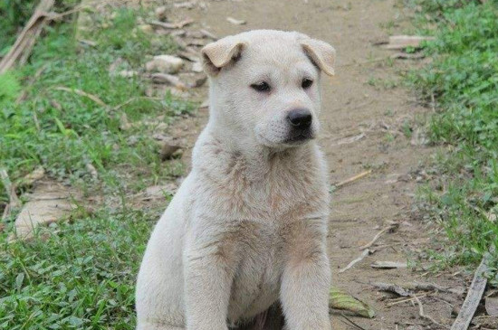 比熊犬怎么看纯不纯