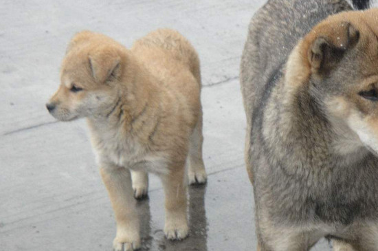 贵宾犬怎么训练
