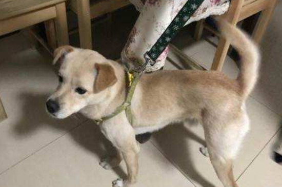 贵宾犬怎么训练