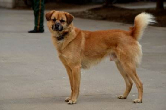 贵宾犬怎么训练