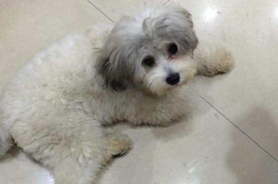 串串狗的缺点，情绪不稳定容易攻击人并有遗传疾病