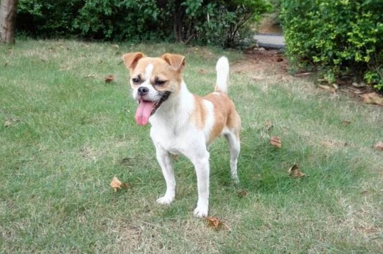 串串狗的缺点，情绪不稳定容易攻击人并有遗传疾病