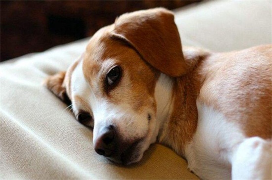 德牧多大开始认主人