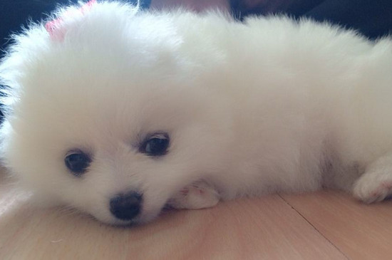 博美茶杯犬跟博美区别,教你分辨两者的3个方法