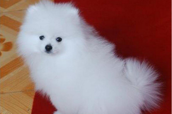 博美茶杯犬跟博美区别,教你分辨两者的3个方法