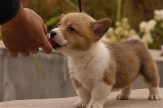 柴犬几个月暴脸