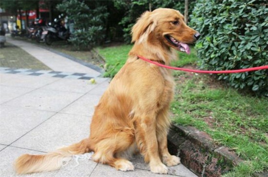 如何纠正狗狗见人就叫,给点玩具及时纠正以分散注意力