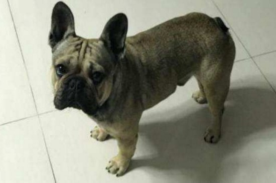 两个月的边牧怎么喂养