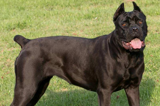 加纳利犬和卡斯罗的区别