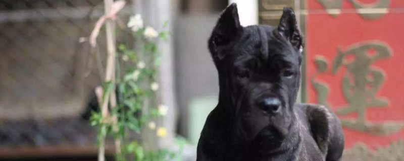 卡斯罗为什么要剪耳