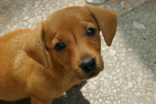 柯基犬不能打吗