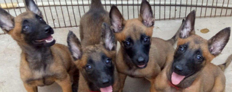 柯基犬不能打吗