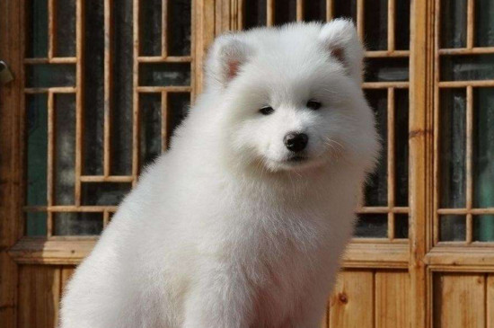 3个月的小狗有狂犬病吗