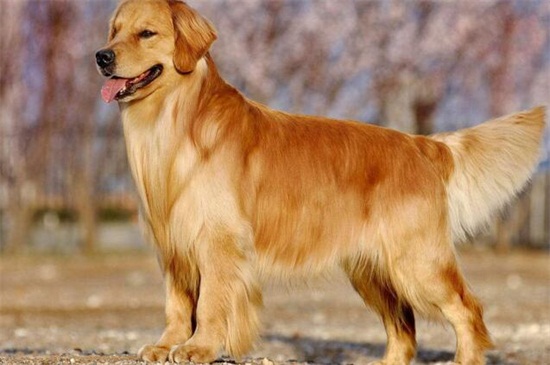 萨摩耶口臭怎么办