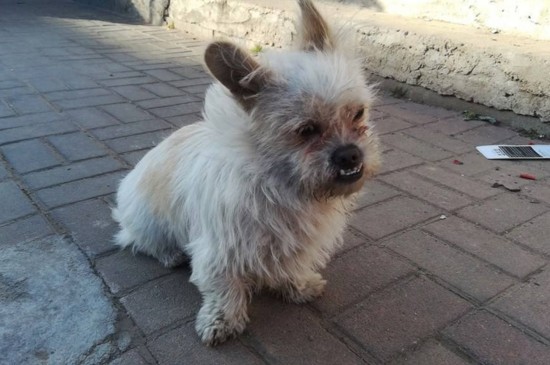 牛头梗怎么看品相