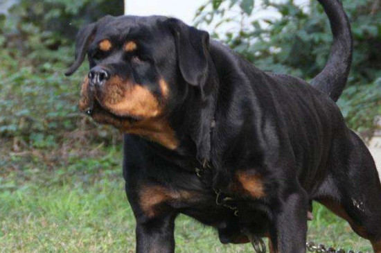 狗的狂犬病的症状